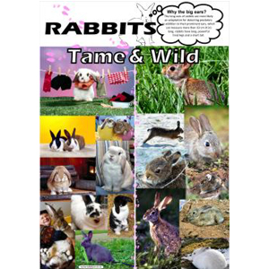 Poster -Rabbits
