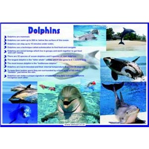 Poster -Dolphins