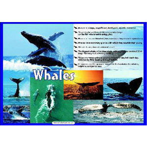 Poster -Whales