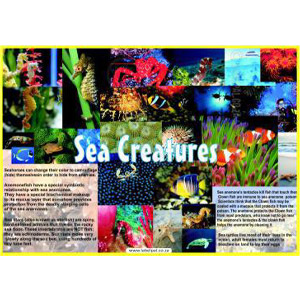 Poster- Sea Creatures