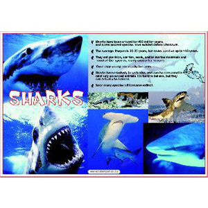 Poster Sharks