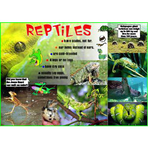Poster -Reptiles