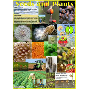Poster – Seeds & Plants