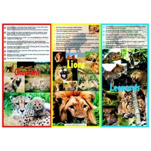 Poster- Cheetahs, Lions & Leopards