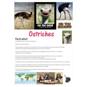 Poster – Ostriches