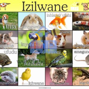 Isizulu Poster -Izilwane (Pets)